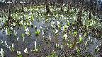 mizubasho2-20250411080029.jpg