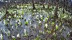 mizubasho2-20250411081029.jpg
