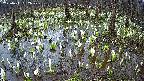 mizubasho2-20250411082032.jpg