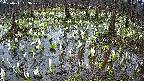 mizubasho2-20250411083030.jpg