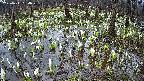 mizubasho2-20250411084027.jpg