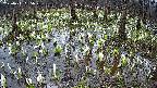mizubasho2-20250411085031.jpg