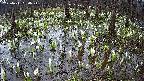 mizubasho2-20250411090026.jpg