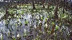 mizubasho2-20250411092027.jpg
