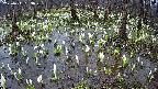 mizubasho2-20250411093029.jpg