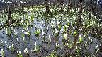 mizubasho2-20250411095029.jpg