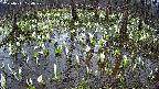 mizubasho2-20250411100030.jpg