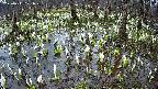 mizubasho2-20250411101029.jpg