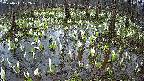 mizubasho2-20250411102028.jpg