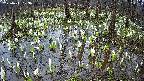 mizubasho2-20250411103035.jpg