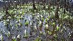 mizubasho2-20250411104028.jpg