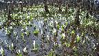 mizubasho2-20250411110029.jpg
