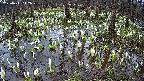 mizubasho2-20250411112028.jpg