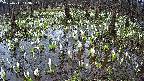 mizubasho2-20250411113033.jpg