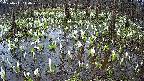 mizubasho2-20250411114029.jpg