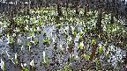 mizubasho2-20250411120031.jpg