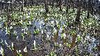 mizubasho2-20250411122033.jpg