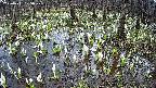 mizubasho2-20250411125030.jpg