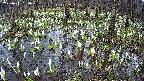 mizubasho2-20250411130032.jpg