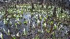mizubasho2-20250411131029.jpg