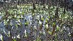 mizubasho2-20250411132030.jpg