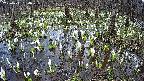 mizubasho2-20250411134032.jpg