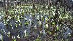 mizubasho2-20250411140029.jpg