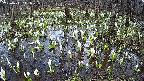mizubasho2-20250411141030.jpg