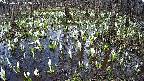 mizubasho2-20250411142029.jpg