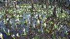 mizubasho2-20250411143028.jpg