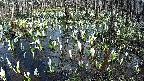 mizubasho2-20250411153028.jpg