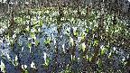 mizubasho2-20250411154028.jpg