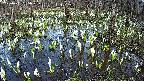 mizubasho2-20250411155030.jpg