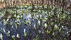 mizubasho2-20250411163029.jpg