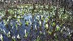mizubasho2-20250411164031.jpg
