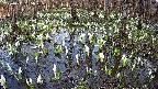 mizubasho2-20250411165028.jpg