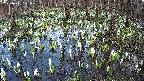 mizubasho2-20250411171030.jpg