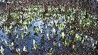mizubasho2-20250411172027.jpg