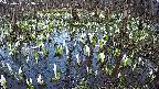 mizubasho2-20250411173031.jpg