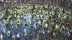 mizubasho2-20250411174032.jpg