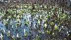mizubasho2-20250411180027.jpg