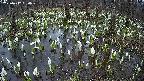 mizubasho2-20250412050031.jpg