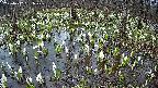 mizubasho2-20250412051030.jpg