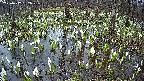 mizubasho2-20250412052028.jpg
