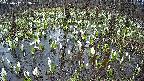 mizubasho2-20250412053032.jpg
