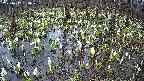 mizubasho2-20250412054030.jpg