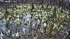 mizubasho2-20250412055030.jpg
