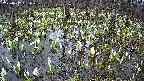 mizubasho2-20250412061031.jpg