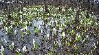 mizubasho2-20250412062029.jpg