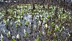 mizubasho2-20250412063030.jpg